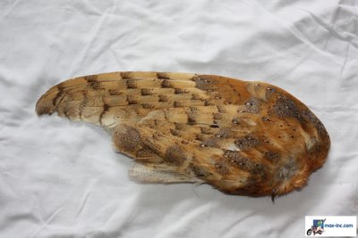 Owl Wing