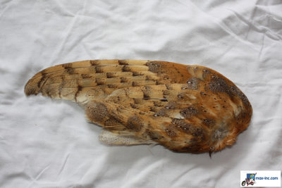 Owl Wing