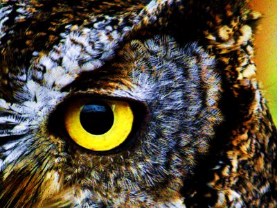 owl_eye.jpg