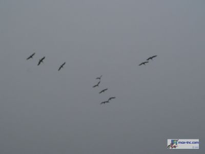 Horses and Hang Gliding - July 9, 2006