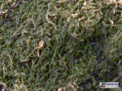 P1210448.jpg
