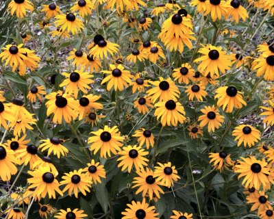 FlowerAbuse-Black Eyed Susan_by_Chuck Riced.jpg