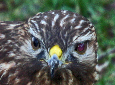 Hawk_Closeup1.jpg