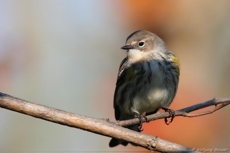 Yellow-Rumped Warbler <i>Dendroica Coronata</i>