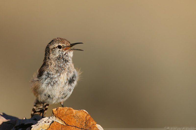 Rock Wren <i>Salpinctes Obsoletus</i>
