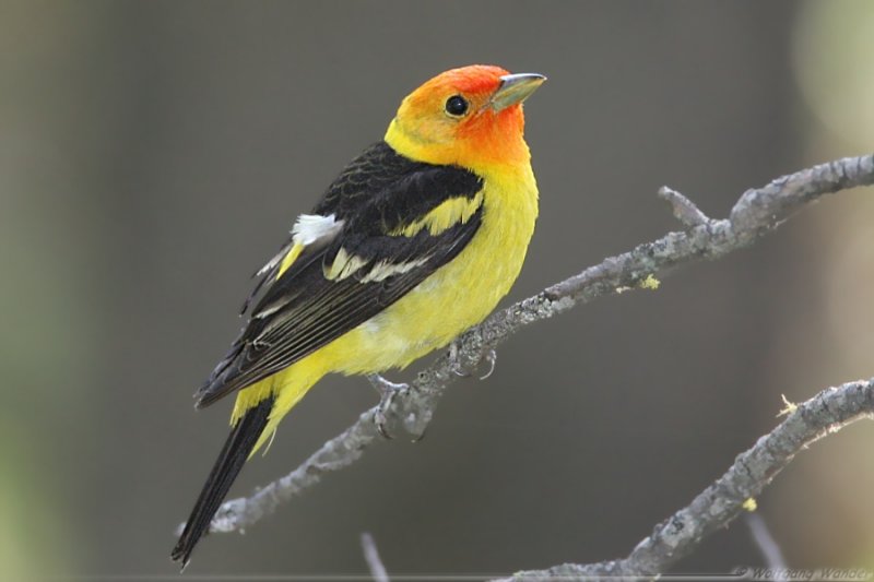 Western Tanager <i>Piranga Ludoviciana</i>