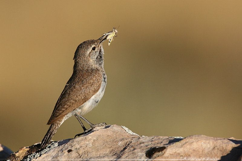 Rock Wren <i>Salpinctes Obsoletus</i>