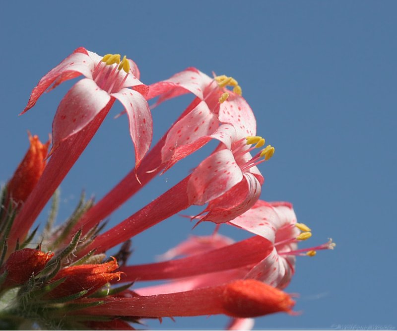 Scarlet gilia <i>Ipomopsis aggregata</i>