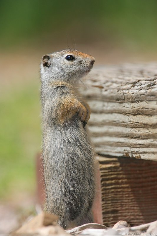 Uinta Ground Squirrel <i>Spermophilus armatus</i>