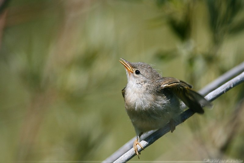 Yellow Warbler <i>Dendroica Petechia</i>