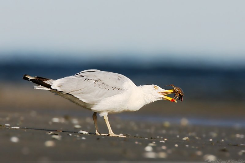 Herring Gull <i>Larus Argentatus</i>
