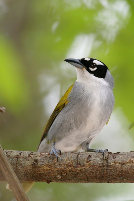 Black-crowned Palm-tanager <i>Phaenicophilus palmarum<i>