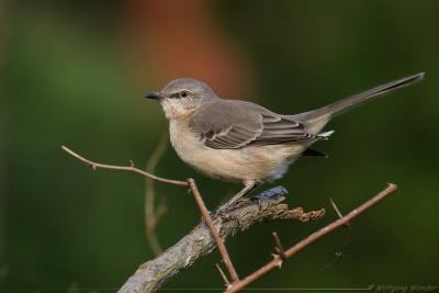 Northern Mockingbird Mimus Polyglottos