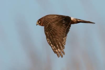 Northern Harrier Circus Cyaneus