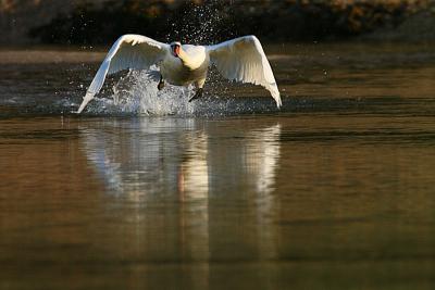 Mute Swan Cygnus Olor