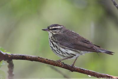 Northern Waterthrush <i>Seiurus Noveboracensis</i>