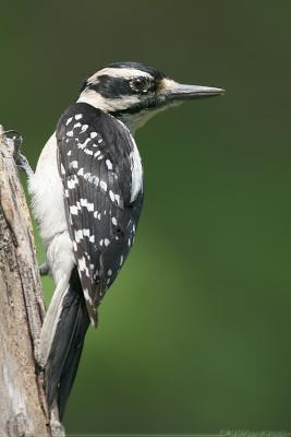 Hairy Woodpecker Picoides Villosus