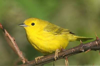 Yellow Warbler Dendroica Petechia