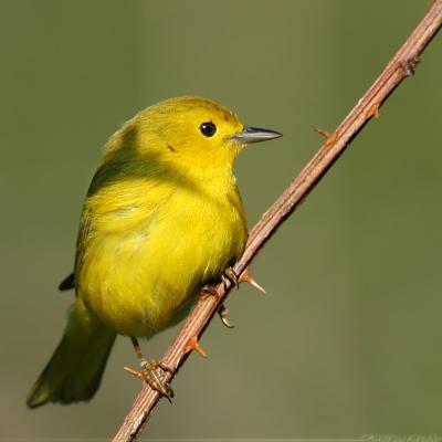 Yellow Warbler Dendroica Petechia