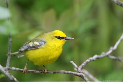 Blue Winged Warbler Vermivora Pinus