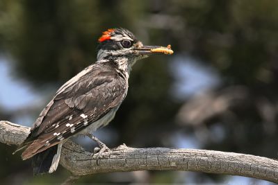 Hairy Woodpecker Picoides Villosus