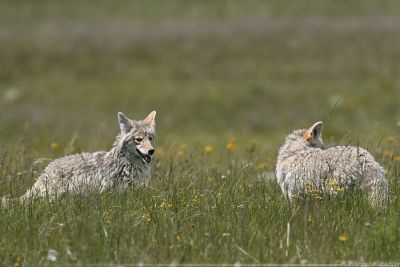 Coyote <i>Canis Latrans</i>
