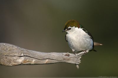 Violet-Green Swallow Tachycineta Thalassina