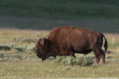 American Bison Bison Bison