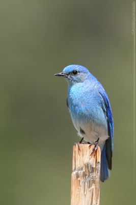 Mountain Bluebird Sialia Currucoides