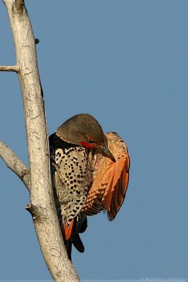 Northern Flicker Colaptes auratus cafer (Red-Shafted)