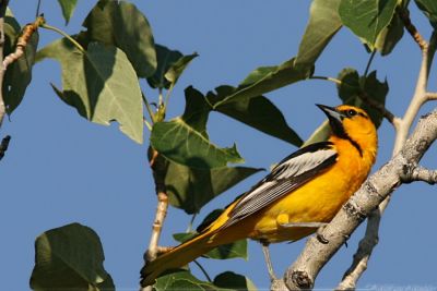 Bullock's Oriole Icterus Bullockii