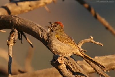 Green-Tailed Towhee Pipilo chlorurus