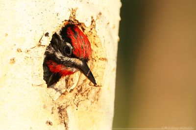 Red-Naped Sapsucker Sphyrapicus Nuchalis