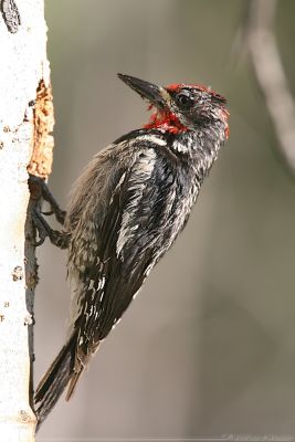 Red-Naped Sapsucker Sphyrapicus Nuchalis