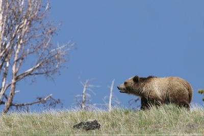 Grizzly Bear Ursus Arctos Horribilis