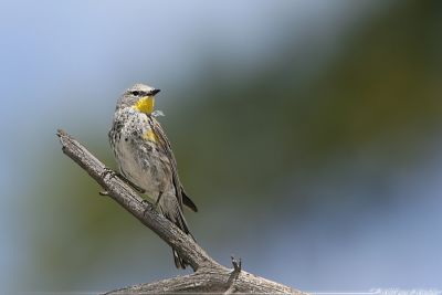 Yellow-Rumped Warbler Dendroica Coronata