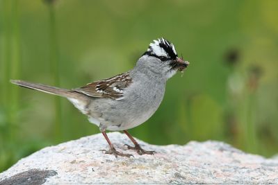 White-Crowned Sparrow Zonotrichia Leucophrys