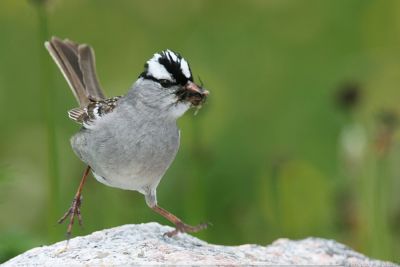 White-Crowned Sparrow Zonotrichia Leucophrys