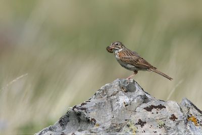 Vesper Sparrow Pooecetes Gramineus