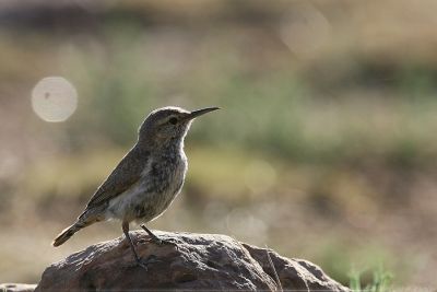 Rock Wren Salpinctes Obsoletus