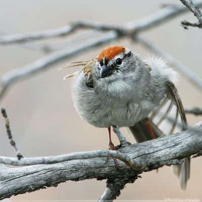Chipping Sparrow Spizella Passerina