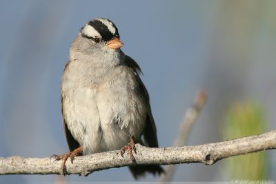White-Crowned Sparrow Zonotrichia Leucophrys