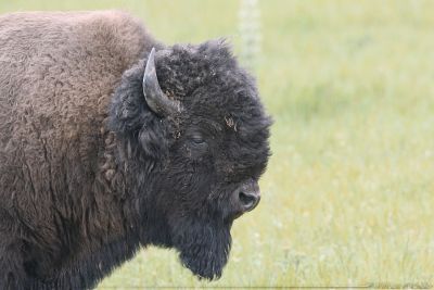 American Bison Bison Bison