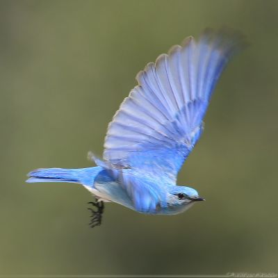 Mountain Bluebird <i>Sialia Currucoides</i>