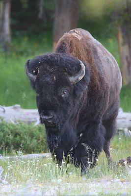 American Bison Bison Bison