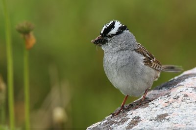 White-Crowned Sparrow Zonotrichia Leucophrys