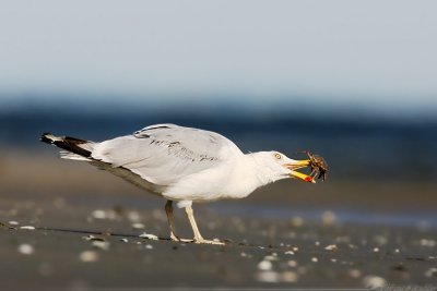 Herring Gull Larus Argentatus