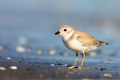 Piping Plover Charadrius Melodus