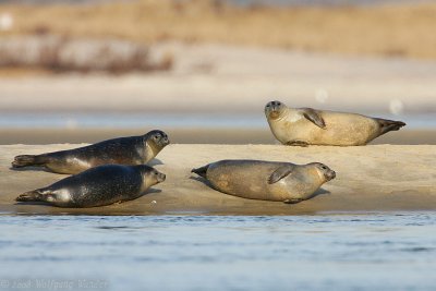 Harbor Seals Phoca Vitulina