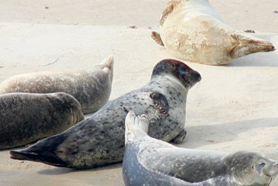 Harbor Seals at Cupsogue Beach County Park